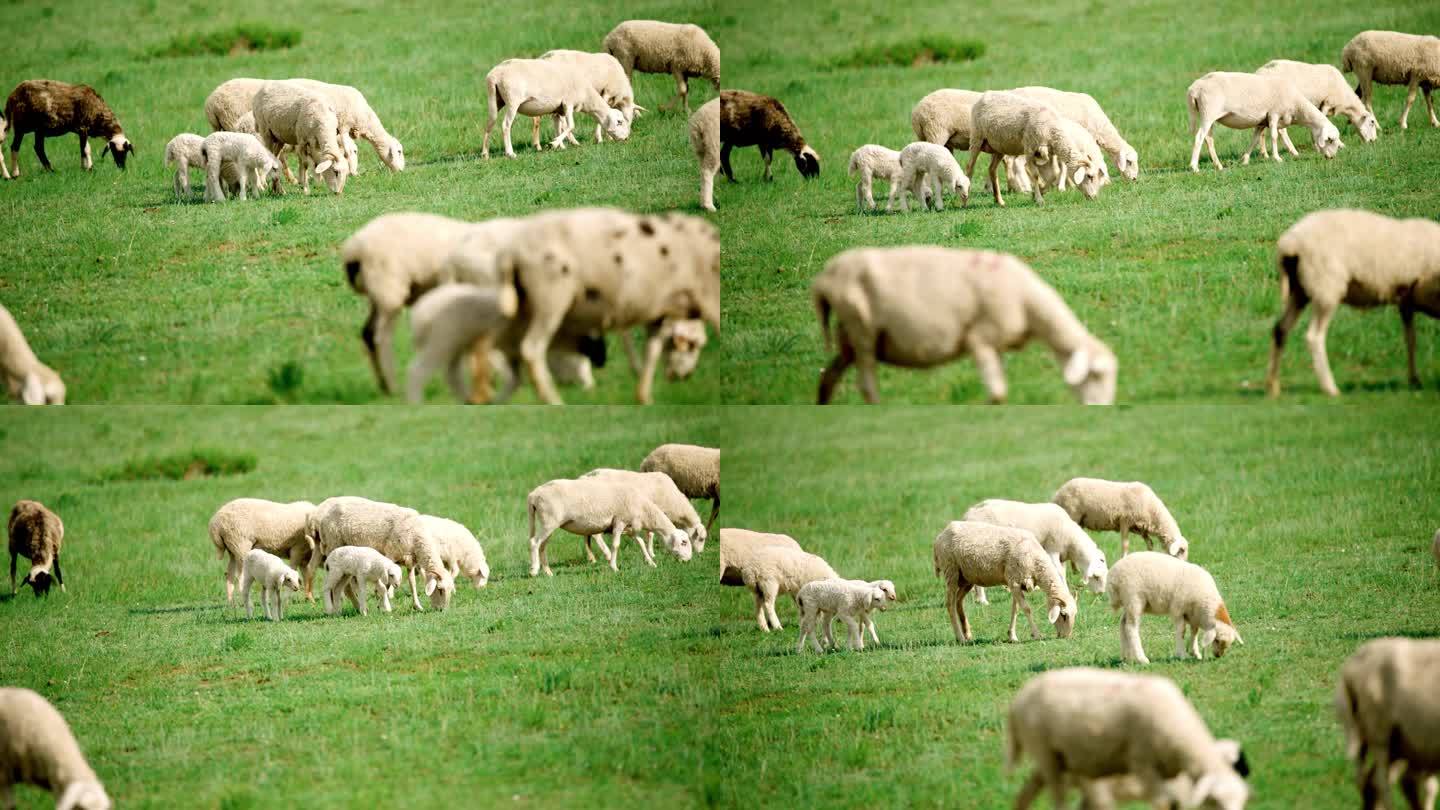 4K草原绵羊内蒙羊群羊绒羊毛