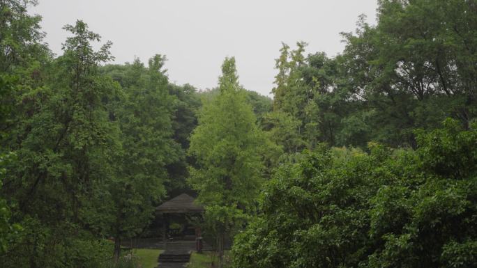雨中的南京紫金山森林风光