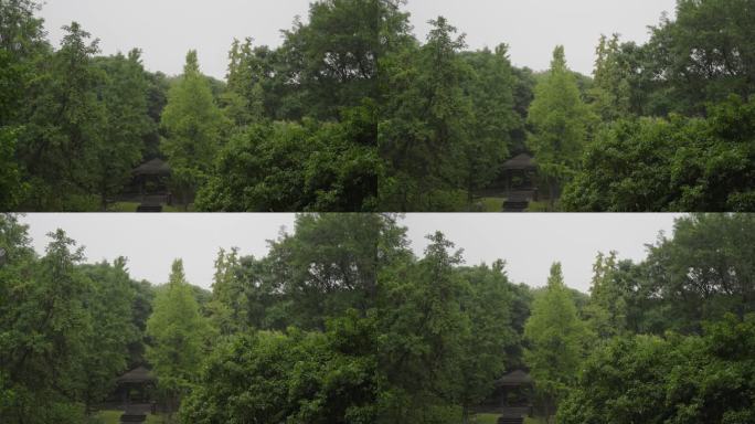 雨中的南京紫金山森林风光