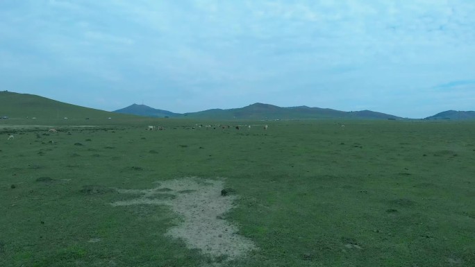 大草原河道牛群生命死亡