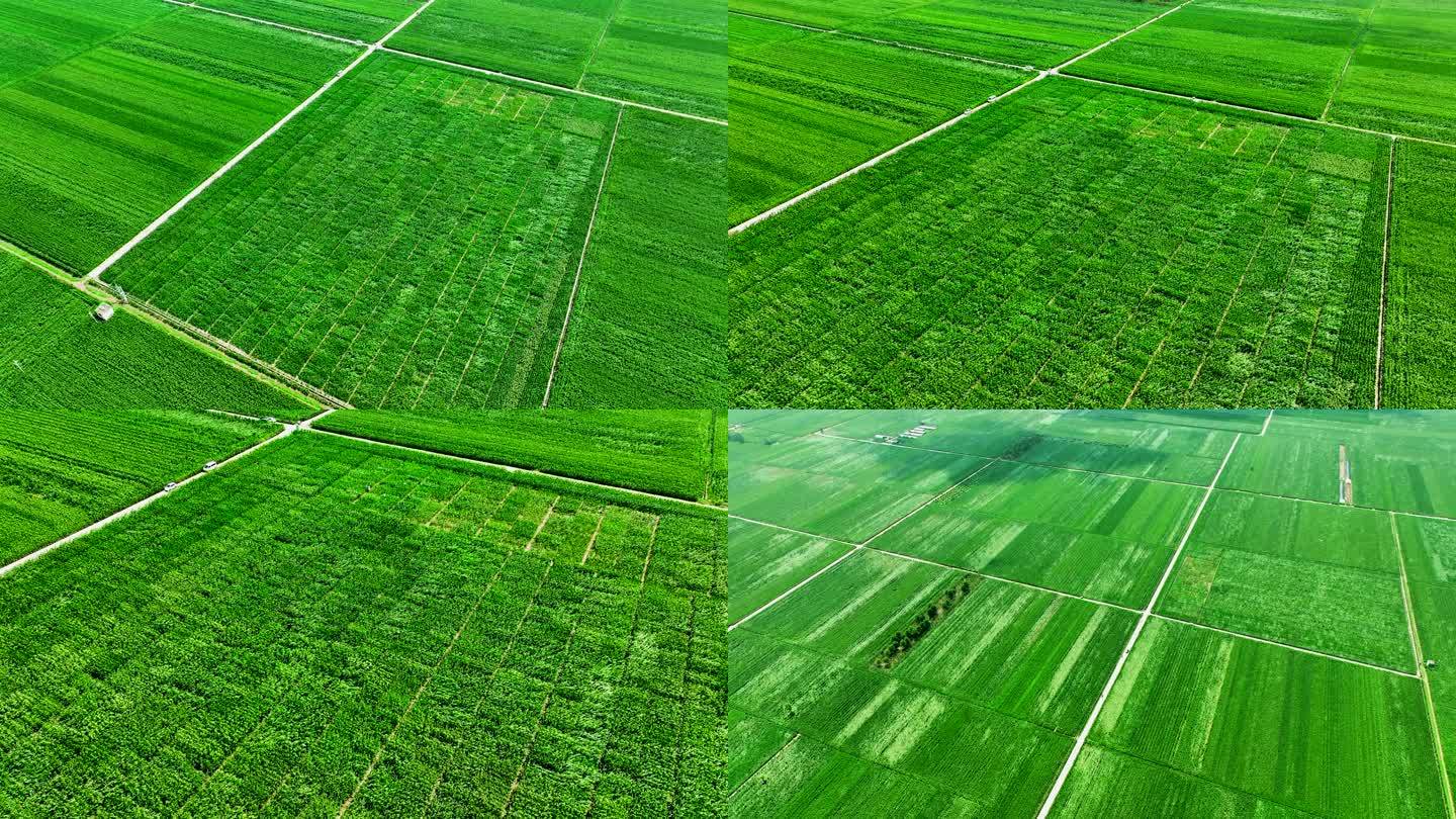 现代农业玉米农田
