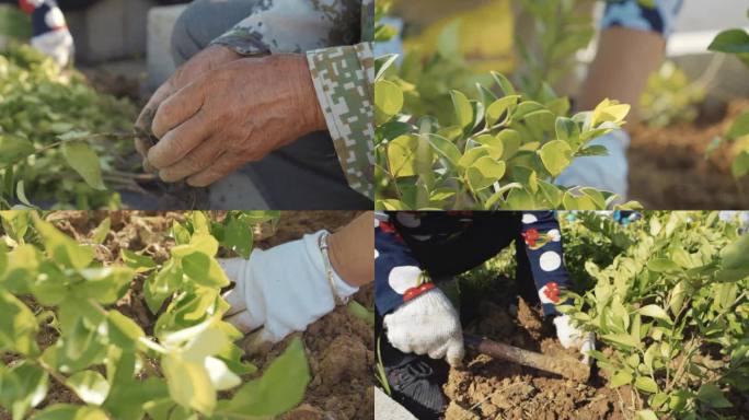 工人种树 绿化养护 植树节 种植树苗美化