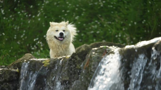 乡村田园犬