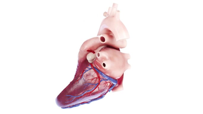 医学 医疗 人体 器官 心脏 三维动画
