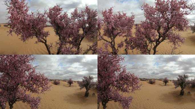 蒙古扁桃 野杏树 灌木 沙漠植物 固沙