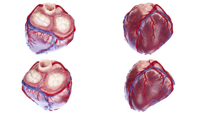 人体 器官 心脏 泵血过程 三维动画展示