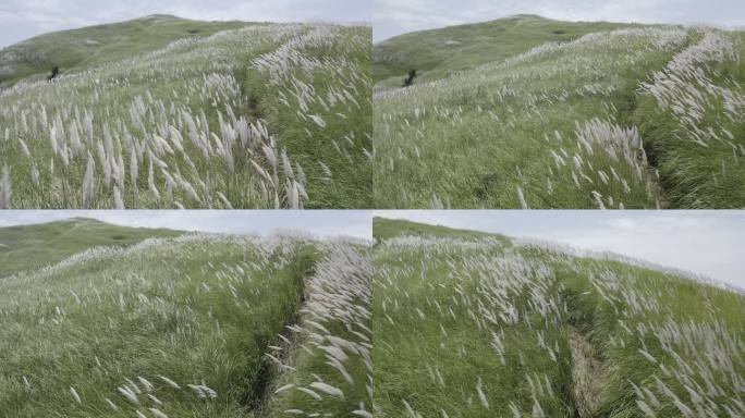 菲律宾芦苇山风景周边游实拍4K