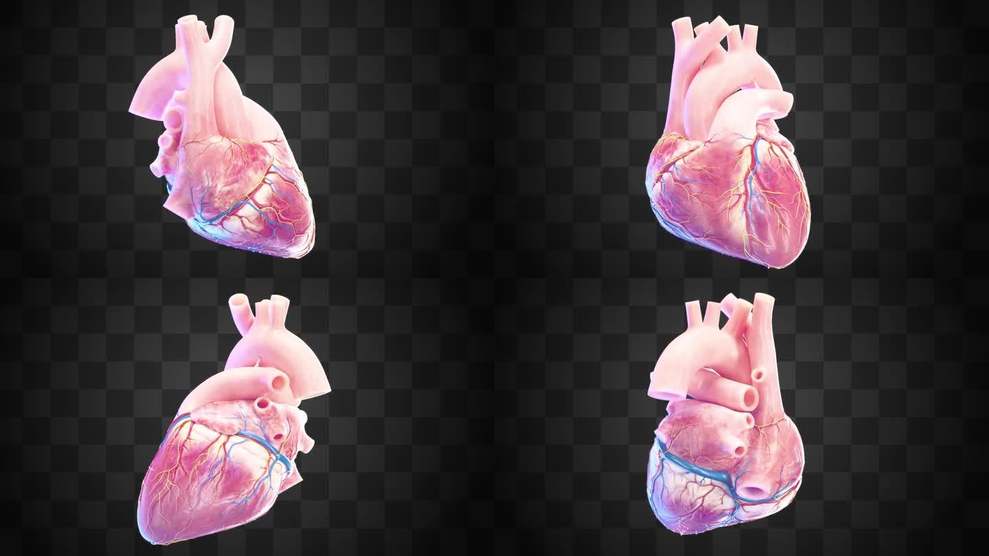 人体 器官 心脏 泵血过程 三维动画展示