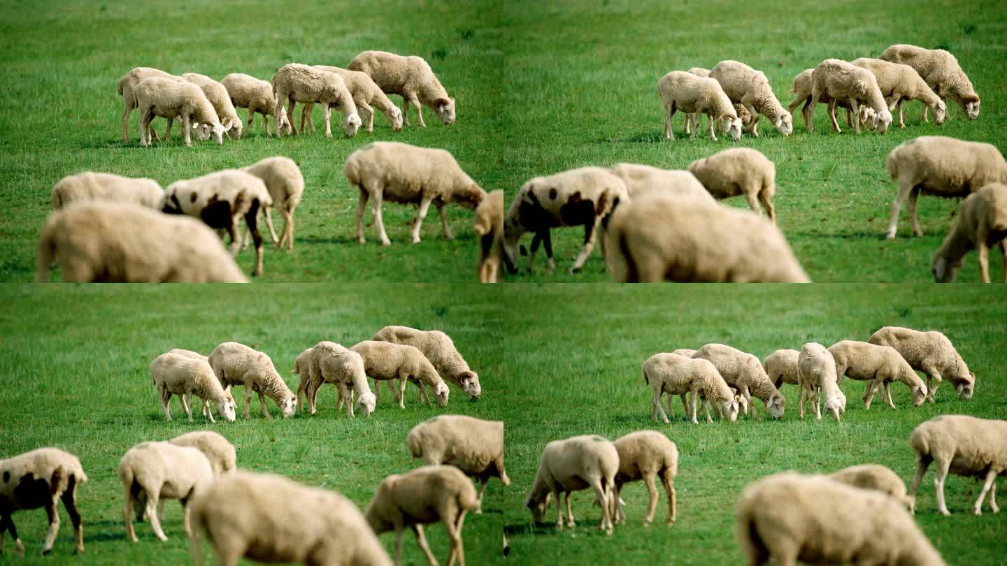 4K草原绵羊内蒙羊群羊绒羊毛