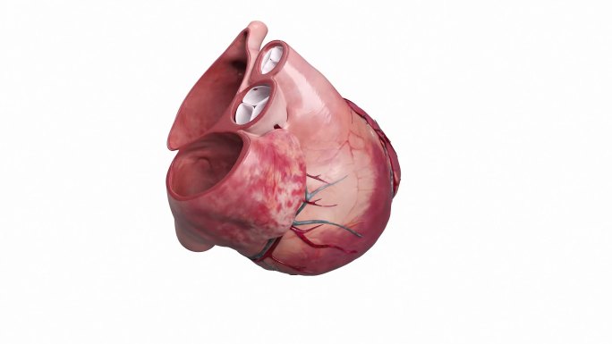 医学人体器官 全息 幻影成像 心脏动画