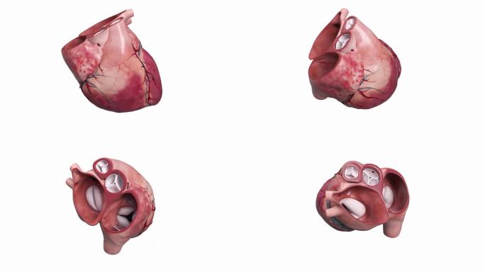 医学人体器官 全息 幻影成像 心脏动画