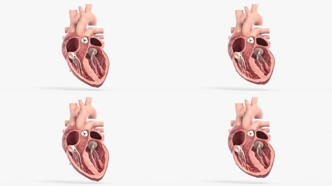 人体 器官 心脏 泵血过程 三维动画展示