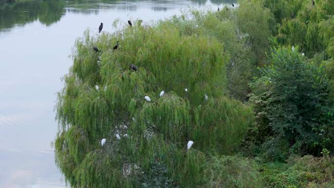 北京通州京杭大运河起点 鸟岛 白鹭和野鸭
