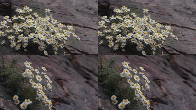 悬崖峭壁太行菊一组12