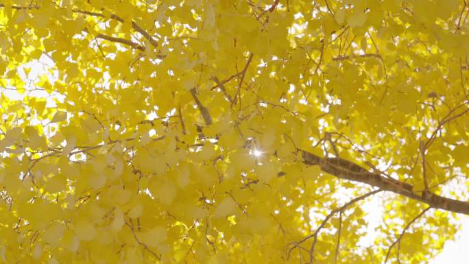 【4k】秋天的黄叶和胡杨林
