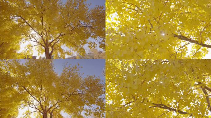 【4k】秋天的黄叶和胡杨林