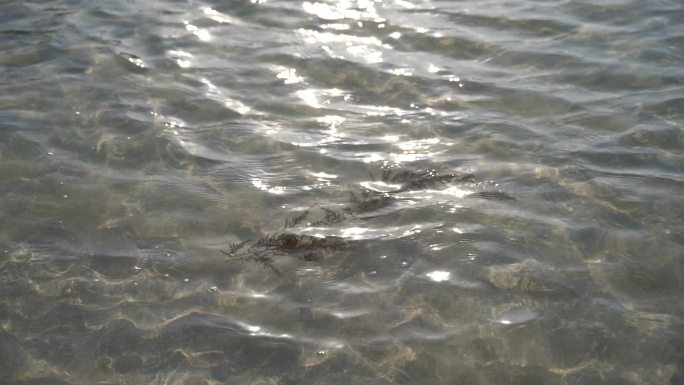 海水沙滩水草