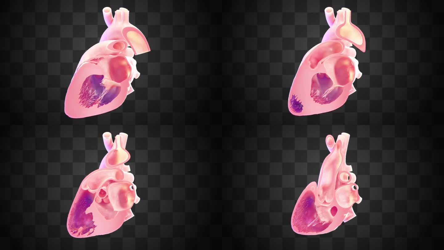 医学 人体器官 解剖 剖面 心脏内部结构