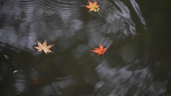 秋天江南下雨水面落叶黄叶枫叶河面波纹水波