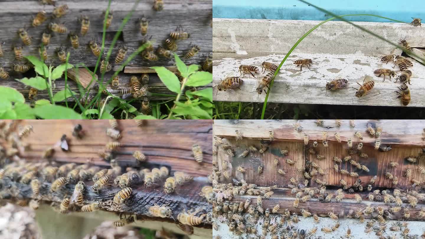 蜂箱养蜂蜜蜂
