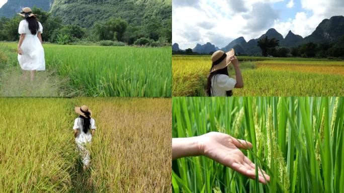 年轻少女行走在美丽田野一望无际的金色水稻