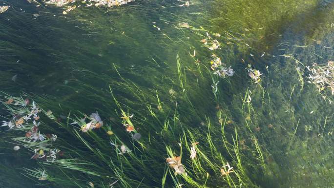 清澈河流水草