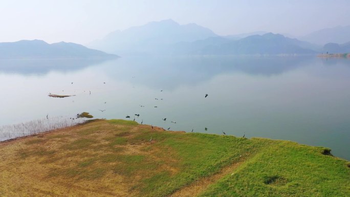 黄河湿地苍鹭白鹭栖息觅食