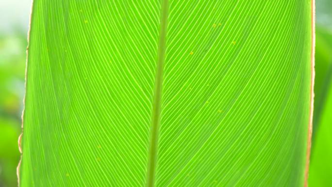 芭蕉叶子特写绿色背景叶脉纹理清新