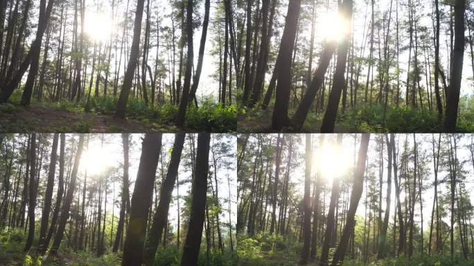 森林中的一抹阳光 倾城的森林