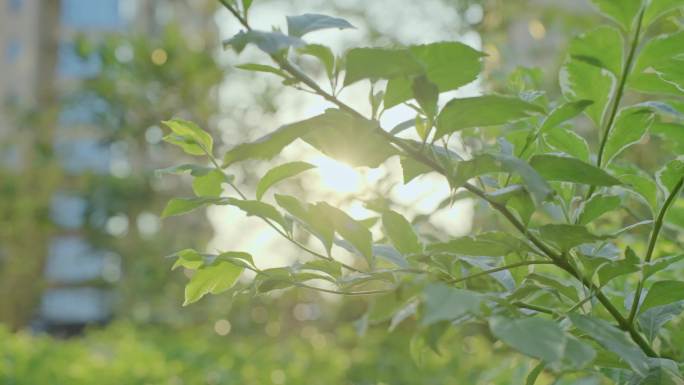 4k通用夏日阳光里的小区生活｜阳光空镜