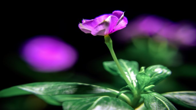 植物开花的生长过程延时