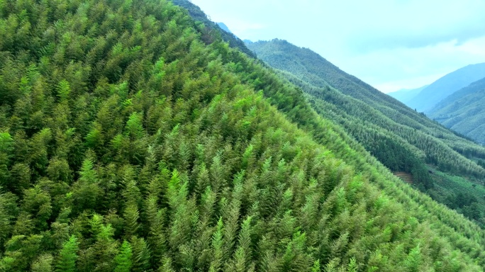 竹林 竹山