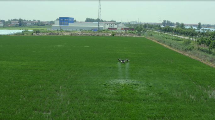 无人机稻田里喷洒农药现代智慧农业长镜头2
