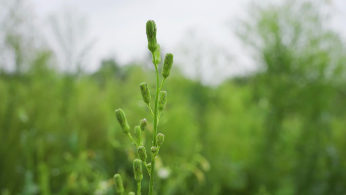 下雨天植物特写