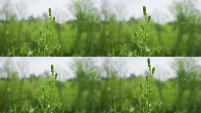 下雨天植物特写