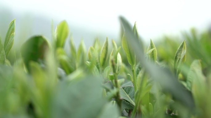 福鼎白茶茶叶茶芽茶园