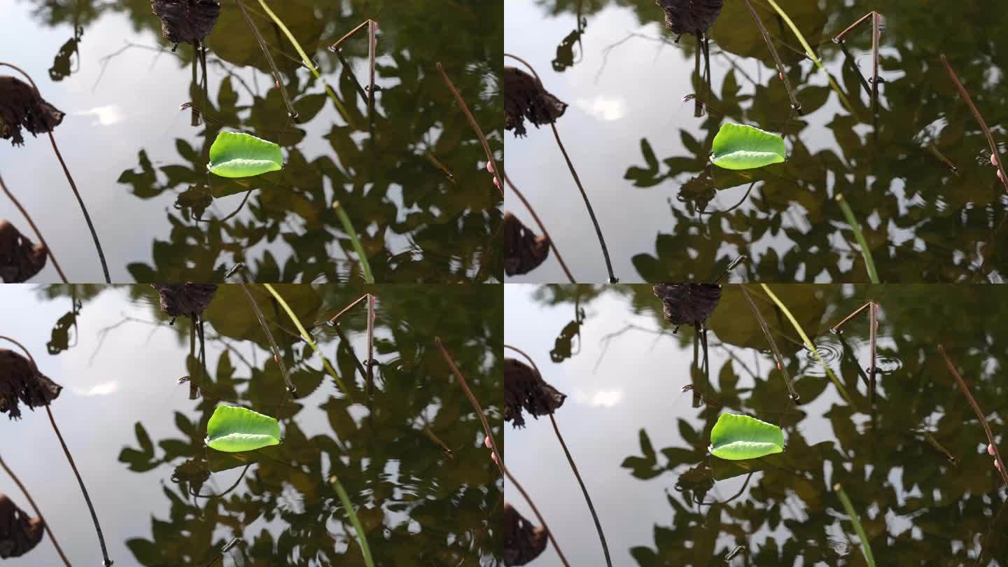 8K实拍翠绿荷叶与干枯的荷叶形成鲜明对比