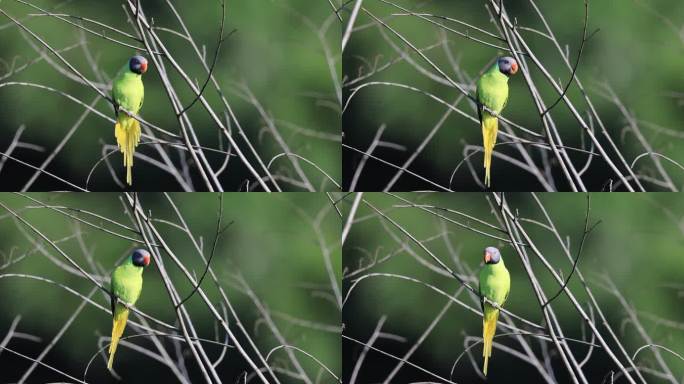 漂亮的野生鹦鹉在枝头鸣叫的特写镜头