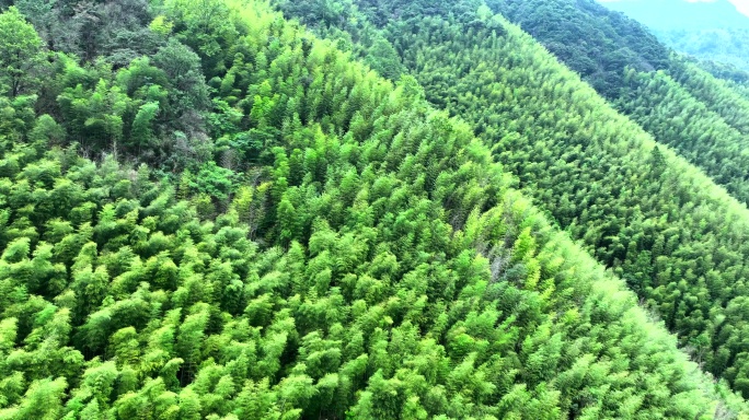 竹林 竹山