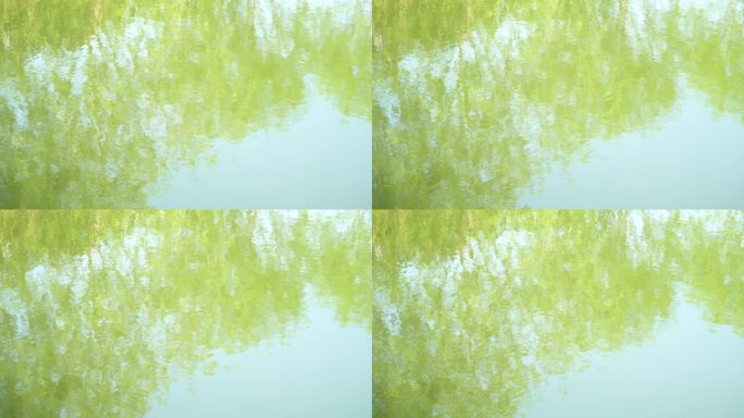水中倒影浮萍草树的倒影湖