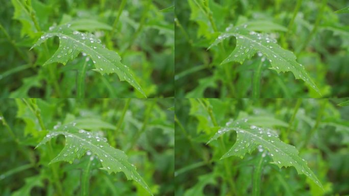 下雨天绿叶上的水滴