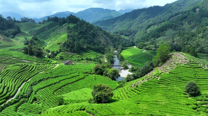 武夷山茶园 茶山