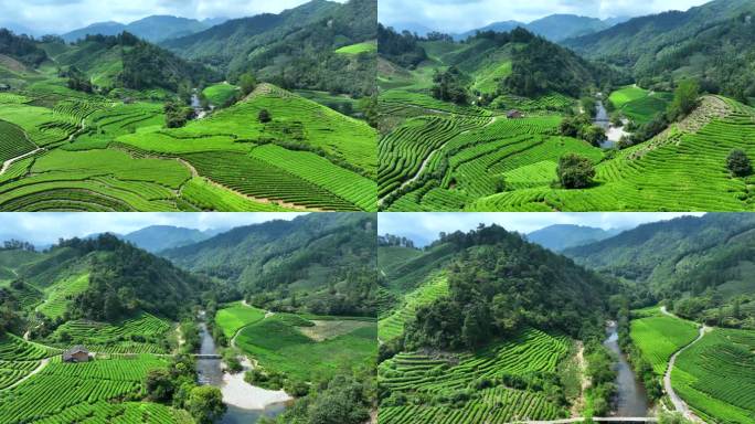 武夷山茶园 茶山