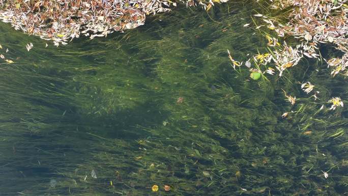 清澈河流水草