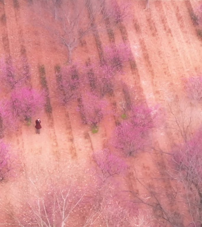 南京梅花山