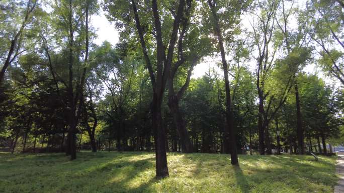 街头公园城市绿地初秋树林斜阳草坪遛弯散步
