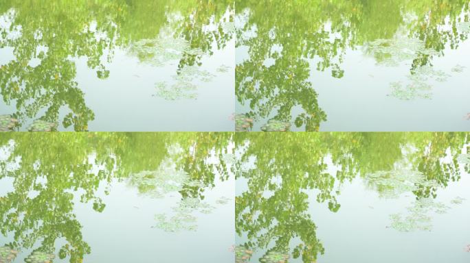水中倒影浮萍草树的倒影湖