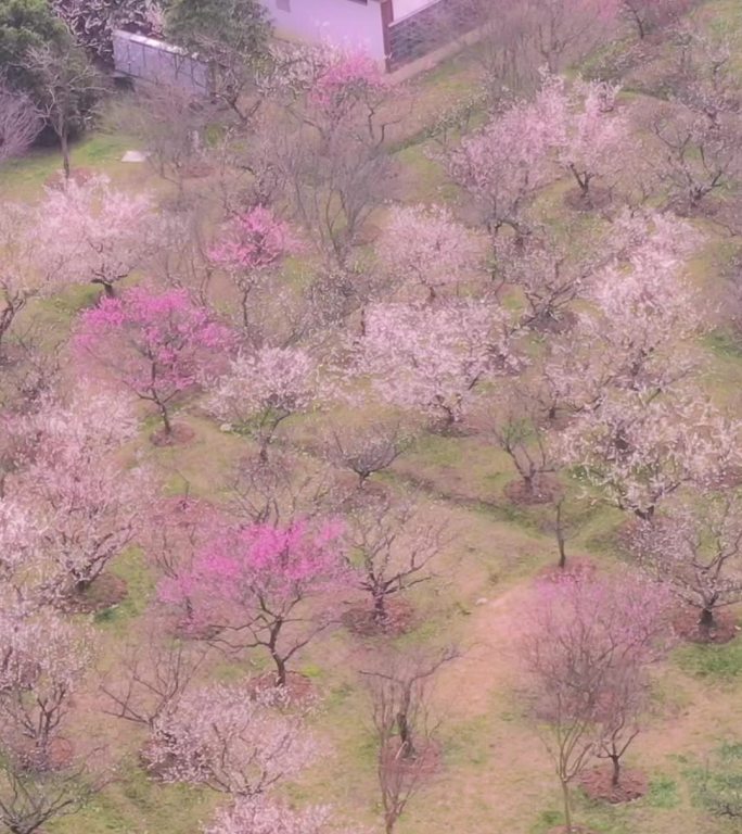 南京梅花山