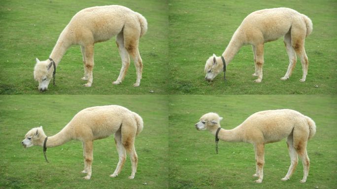 羊驼吃草