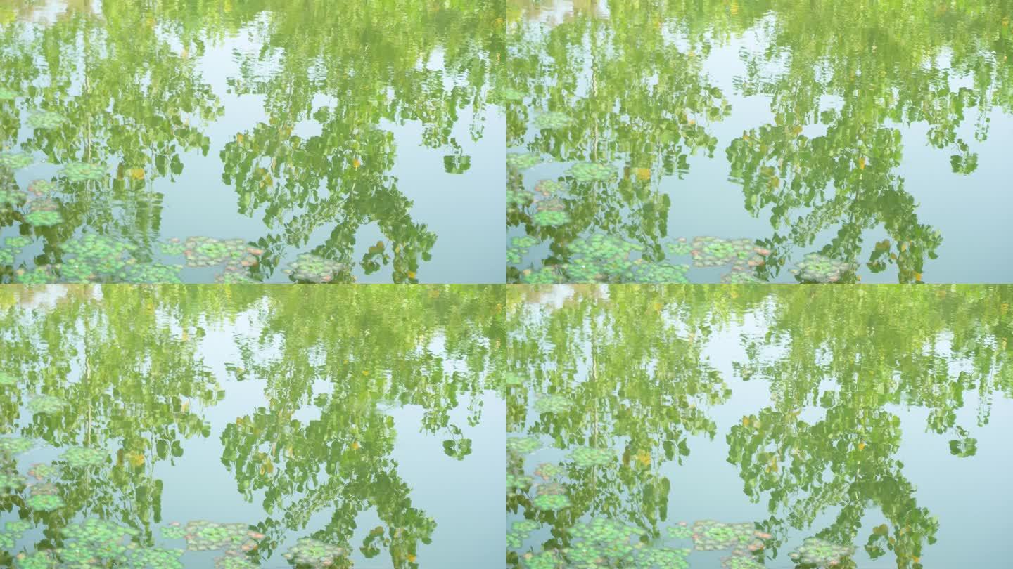 水中倒影浮萍树的倒影水草湖